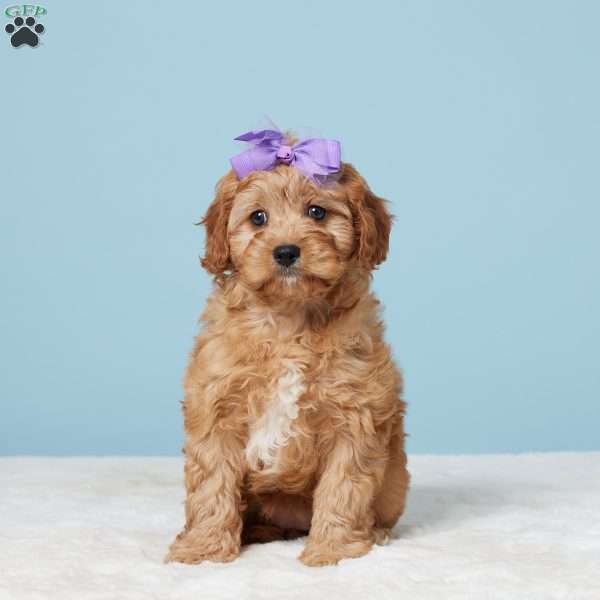 Mindy, Cavapoo Puppy